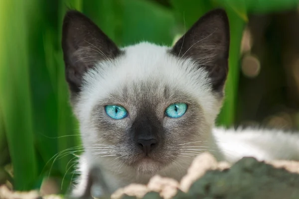 Vackra lilla katten gömmer sig i bushen — Stockfoto