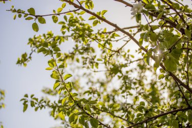 Bahçedeki elma ağacı