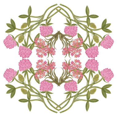 Beyaz arka planda pembe yonca çiçeklerinin botanik çizimi. Zarif çiçek çizimi.