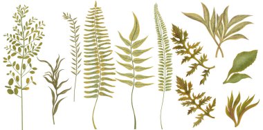 Beyaz arka planda yeşil saplı ve yapraklı çizimler. El çizimi suluboya botanik çizimler