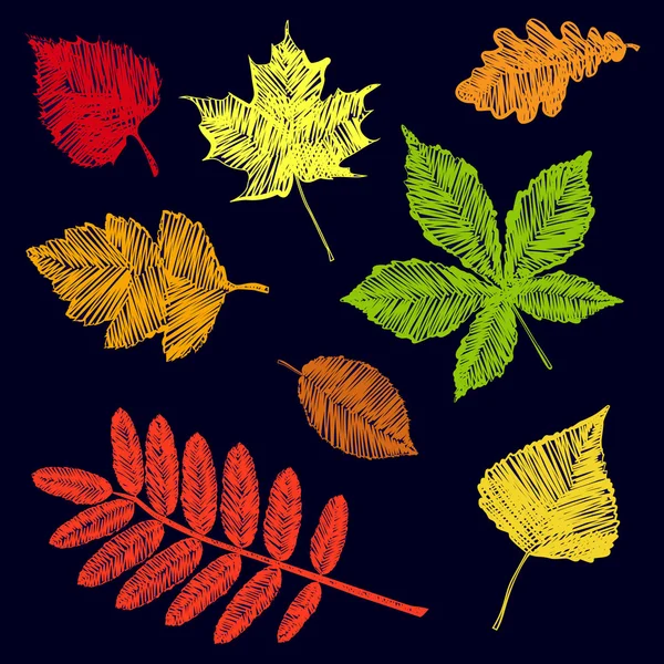 Colección de hojas de otoño dibujadas a mano — Vector de stock