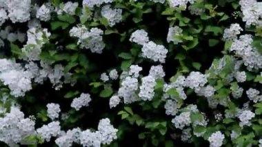 Yeşil yapraklı dalların arka planında bir sürü beyaz çiçek kabartmaları var. Güçlü rüzgar çiçekleri ve dalları sallıyor. Çeşitli arkaplan ve ekran koruyucuları için doğal arkaplan.