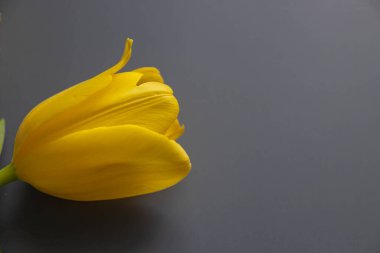 Tek bir parlak sarı lale, tarafsız gri arka plana karşı dimdik ayakta duruyor. Lale çerçevenin alt yarısını kaplar ve taç yaprakları yakın planda vurgulanır. Yaprakların parlak tonu pürüzsüz gri arkaplanla keskin bir tezat oluşturuyor..