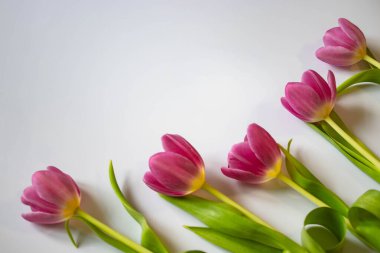 Beyaz arka planda bir buket pembe lale. Parlak laleler tamamen açıldı. Çiçekler üst kısımda, ve alttakiler de tebrik etmek için bırakılmış..