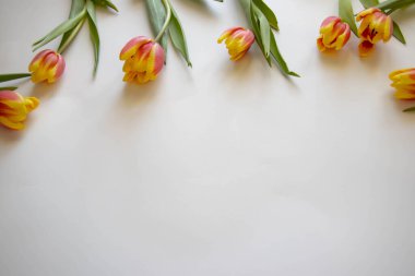 Vinil arka planda renkli laleler. Beyaz arka planda bahar çiçekleri. Lalelerin iki renk (kırmızı ve sarı) ve sihirli hoş bir kokudan oluşan narin kadife yaprakları vardır. Metin kartpostalları için düz konum.