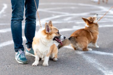 Galli Corgi Pembroke yürüyüşe çıkmış. Yüksek kalite fotoğraf