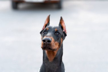 Geçmişi bulanık, yakışıklı bir dobermanın portresi. Yüksek kalite fotoğraf