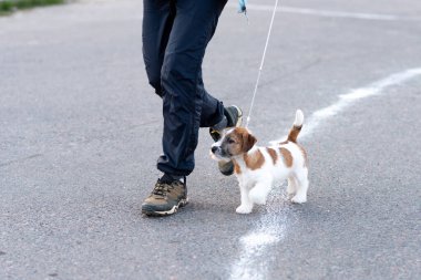 Arka ayakları üzerinde şirin bir köpek yavrusu. Yüksek kalite fotoğraf