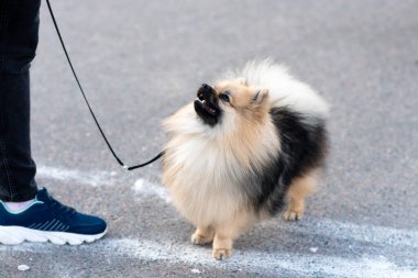 Küçük şirin Spitz, tasmalı. Yüksek kalite fotoğraf
