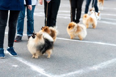 Küçük şirin Spitz, tasmalı. Yüksek kalite fotoğraf