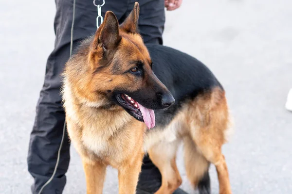 Yürüyüşe çıkmış güzel Alman çoban köpeği. Yüksek kalite fotoğraf