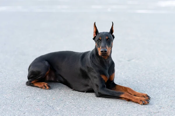 Doberman Pinscher Egy Aszfaltozott Úton Fekszik Kiváló Minőségű Fénykép — Stock Fotó