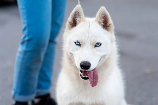 Buffo Bianco Husky Accanto Proprietario Foto Alta Qualità — Foto Stock