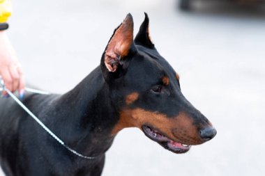 Geçmişi bulanık, yakışıklı bir dobermanın portresi. Yüksek kalite fotoğraf