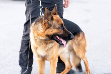 Yürüyüşe çıkmış güzel Alman çoban köpeği. Yüksek kalite fotoğraf