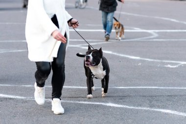Tasmalı siyah beyaz pidbull. Yüksek kalite fotoğraf