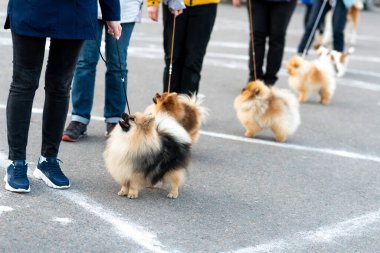 Küçük şirin Spitz, tasmalı. Yüksek kalite fotoğraf