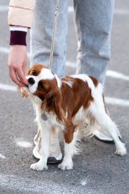 Şövalye Kral Charles Spaniel, tasmalı, sahibinin yanında. Yüksek kalite fotoğraf