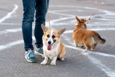 Galli Corgi Pembroke yürüyüşe çıkmış. Yüksek kalite fotoğraf