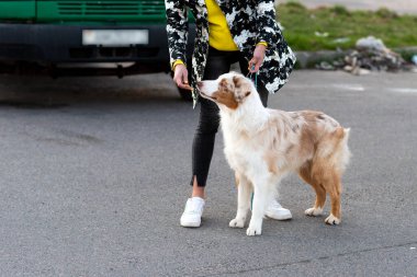 Sahibinin yanında tasmalı bir Avustralya çoban köpeği. Yüksek kalite fotoğraf