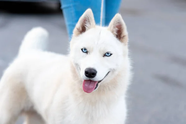 Buffo Bianco Husky Accanto Proprietario Foto Alta Qualità — Foto Stock