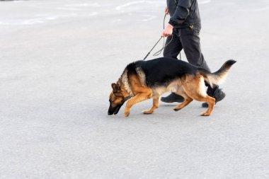 Yürüyüşe çıkmış güzel Alman çoban köpeği. Yüksek kalite fotoğraf
