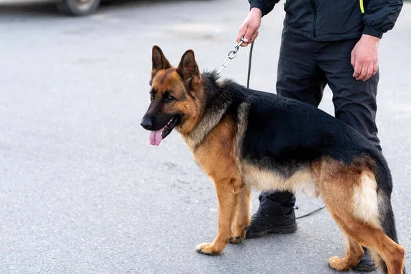 Schöne Deutsche Schäferhündin Für Einen Spaziergang Hochwertiges Foto — Stockfoto