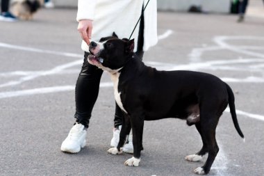 Tasmalı siyah beyaz pidbull. Yüksek kalite fotoğraf