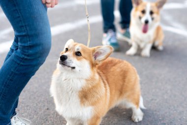 Galli Corgi Pembroke yürüyüşe çıkmış. Yüksek kalite fotoğraf