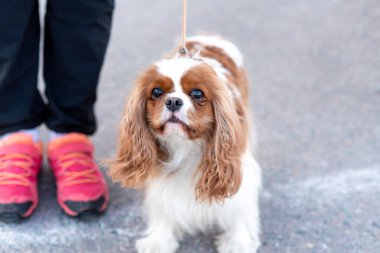 Şövalye Kral Charles Spaniel, tasmalı, sahibinin yanında. Yüksek kalite fotoğraf