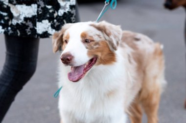 Tasmalı güzel Avustralya çobanı. Yüksek kalite fotoğraf