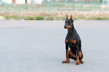 Doberman asfalt bir yolda oturuyor. Yüksek kalite fotoğraf