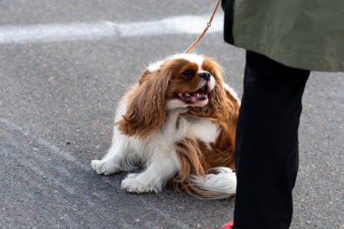 Şövalye Kral Charles Spaniel, tasmalı, sahibinin yanında. Yüksek kalite fotoğraf