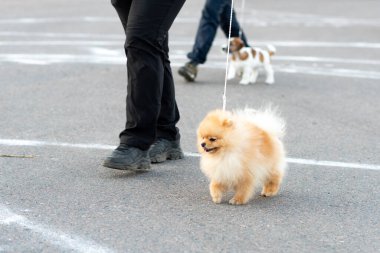 Küçük şirin Spitz, tasmalı. Yüksek kalite fotoğraf