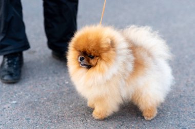 Küçük şirin Spitz, tasmalı. Yüksek kalite fotoğraf