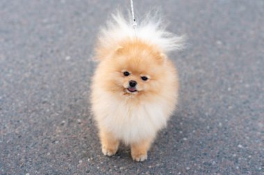 Küçük şirin Spitz, tasmalı. Yüksek kalite fotoğraf