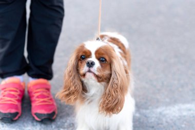 Şövalye Kral Charles Spaniel, tasmalı, sahibinin yanında. Yüksek kalite fotoğraf