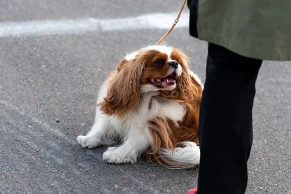 Cavalier King Charles Spaniel Guinzaglio Accanto Proprietario Foto Alta Qualità — Foto Stock