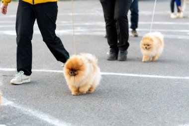 Küçük şirin Spitz, tasmalı. Yüksek kalite fotoğraf