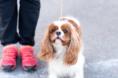 Şövalye Kral Charles Spaniel, tasmalı, sahibinin yanında. Yüksek kalite fotoğraf