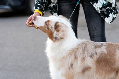 Sahibinin yanında tasmalı bir Avustralya çoban köpeği. Yüksek kalite fotoğraf
