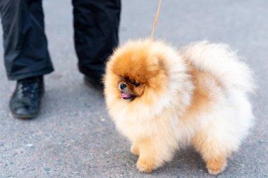 Küçük şirin Spitz, tasmalı. Yüksek kalite fotoğraf