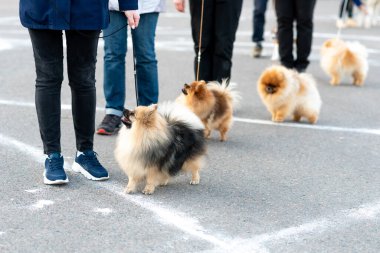 Küçük şirin Spitz, tasmalı. Yüksek kalite fotoğraf