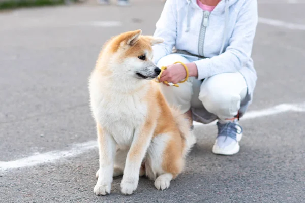 Adulto Akita Inu Accanto Alla Padrona Casa Foto Alta Qualità — Foto Stock