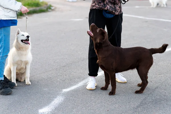 Labrador Husky Voor Een Wandeling Aan Leiband Hoge Kwaliteit Foto — Stockfoto