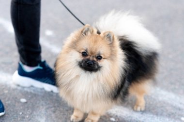 Küçük şirin Spitz, tasmalı..