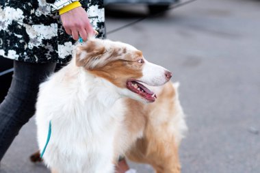Tasmalı güzel Avustralya çobanı.