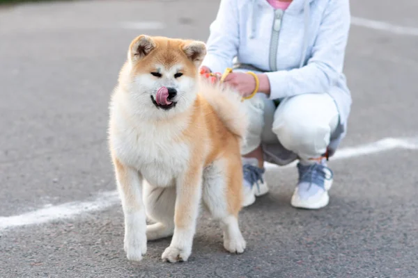 Adulto Akita Inu Accanto Alla Padrona Casa Foto Alta Qualità — Foto Stock