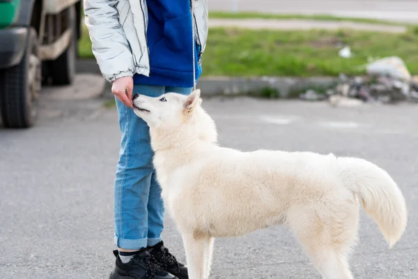 Funny white husky, next to the owner. — Stock Photo, Image