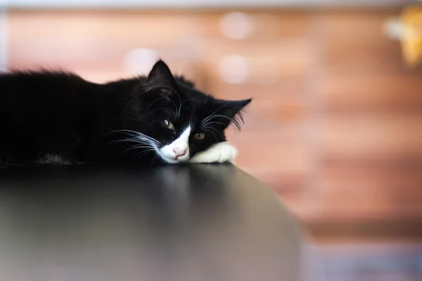 Witte en zwarte katten — Stockfoto